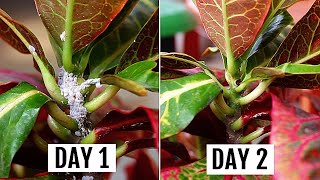 5 SIMPLEST Ways To GET Rid of Mealybugs In MINUTES [upl. by Eilrebma]