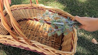 Growing Blue Sea Holly Eryngium From Bare root to Cut Flowers Harvesting amp Vase Life TipsEp 112 [upl. by Yebloc]