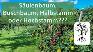 Die 4 Baumformen  Säulenbaum Buschbaum Halbstamm und Hochstamm [upl. by Hauhsoj445]