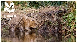 How eager beavers help prevent flooding on the National Trusts Holnicote Estate [upl. by Nafri]