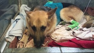 Florida Rescue Dog Saves Daughter of New Owners Life [upl. by Molli]