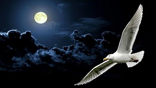 💎NEIL DIAMOND  JONATHAN LIVINGSTON SEAGULL MEDLEY 1977 Live Audio [upl. by Dulcinea612]