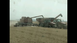 Pair of IHC 1682 Pull Type Combines Cutting Wheat in North Dakota This Week with 2052 Draper Heads [upl. by Mcgray]