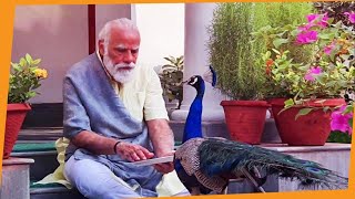 Precious moments PM Modi feeding peacocks at his residence [upl. by Elagibba]