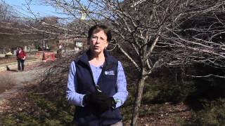 Pruning Ornamental Trees [upl. by Mcdade]