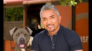 Cesar Millan The Dog Whisperer [upl. by Doran]