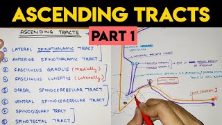 Ascending Tracts  1  Spinal Cord [upl. by Gresham]