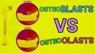 Osteoblasts vs Osteoclasts  HOW DO THEY BOTH FUNCTION Bone Remodeling [upl. by Sheedy195]