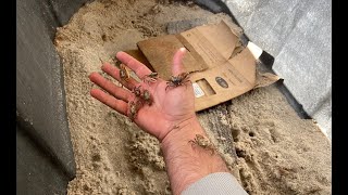 Keeping Fiddler Crabs Alive  Super Easy [upl. by Anura]