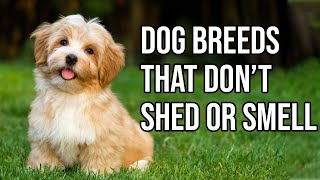 Top 10 Dog Breeds That Dont shed or smell  Small Dog Breeds That Dont Shed [upl. by Atneuqal]