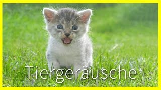 Tiergeräusche für Kinder [upl. by Clementi]