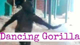 Gorilla filmed ballet dancing at Twycross Zoo [upl. by Phare419]