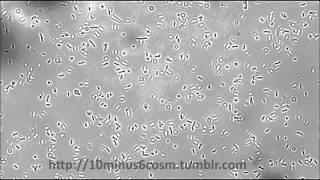 Listeria monocytogenes tumbling motility [upl. by Ennovahc118]