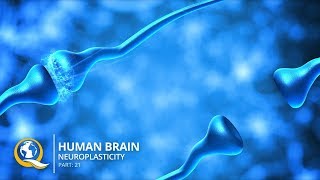 Discover How to Rewire Your Brain with Neuroplasticity [upl. by Notsek508]