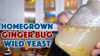 REAL Ginger BEER  Homegrown Wild Yeast Ginger Bug [upl. by Bergeron]