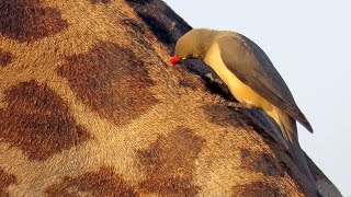 Redbilled Oxpecker [upl. by Galitea]