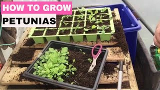 ✅ How to Grow Petunias from Seed  Start to Finish [upl. by Louisette]