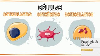 Histologia do Tecido Ósseo  Células e Matriz [upl. by Florida168]