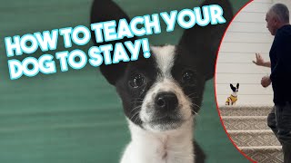 Teaching our Puppy Spot how to stay [upl. by Eladnyl]