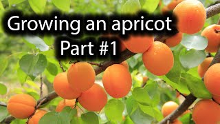 How to grow an Apricot tree from seed Part 1 [upl. by Scully126]