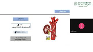 Fisiología Renal y Embarazo  Dra Jennifer Patiño [upl. by Ynafit]