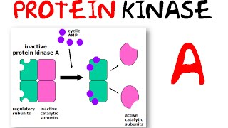 Protein kinase a [upl. by Gombach]