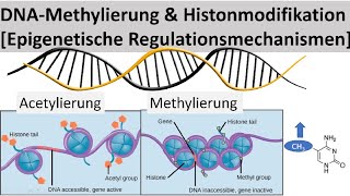 DNAMethylierung  Histonmodifikation Epigenetische Regulation von Genen  Biologie Oberstufe [upl. by Cnut]