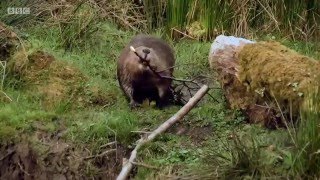 Beavers in Scotland [upl. by Anawak]