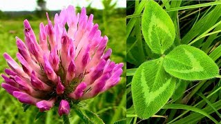 Wild Food Foraging Red Clover Plant Protein [upl. by Rehctelf]