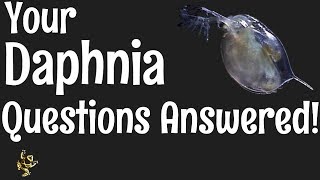 Daphnia Questions Answered [upl. by Lukey]