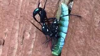 Giant Ichneumon Wasps Mating [upl. by Lashonda]