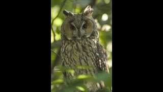 Asio otus Longeared owl 1 Mating call of male [upl. by Robson]