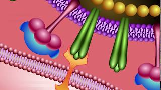 Neuraminidase Inhibitors Mechanism of Action [upl. by Philipa]