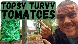 Topsy Turvy Tomato Planter  Planting  Homesteading  Prepping [upl. by Eslek]