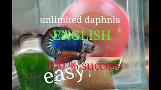 daphnia moina culture Easy way Unlimited production English  with sub Green water Chlorella [upl. by Amber269]