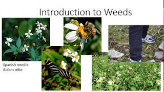 Introduction to Weeds [upl. by Gayl]