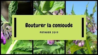 🌿 Comment faire des boutures de racines de consoude [upl. by Weld566]