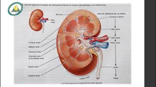 Anatomía macroscopica del riñón  UNAC [upl. by Annalee]