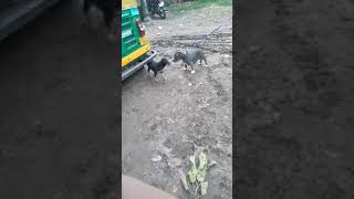 Fighter Pitbull attack street dog  fighting line pitbull  Real Fight [upl. by Pavla]