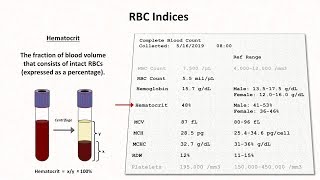 Interpretation of the Urinalysis Part 2  The Dipstick [upl. by Garrison]