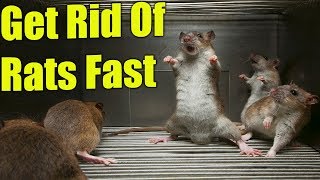 How To Get Rats Out Of Your House With Peppermint Oil Baking Soda Onions amp Bay Leaves ✔️ [upl. by Besnard546]