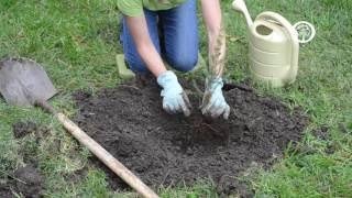 Ask an Arborist How do I Plant Bareroot Trees [upl. by Strander469]