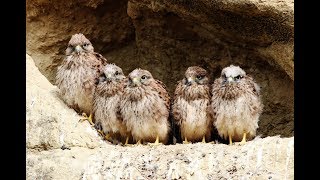 Common Kestrel bringing food to the nest with 6 chicks 18 minutes  Cyprus [upl. by Yrret]