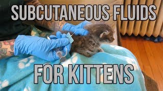 Subcutaneous Fluids for a Dehydrated Kitten [upl. by Celia]