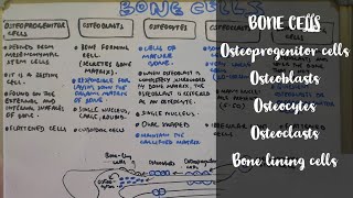 Bone cells  Osteoprogenitor cells  Osteoblasts  Osteocytes  Osteoclasts  Bone lining cells [upl. by Euqinorev272]