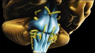 Neuroanatomy  The Brainstem [upl. by Llenej]