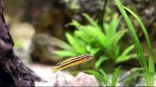 Julidochromis regani quotKipiliquot F1 [upl. by Asabi211]