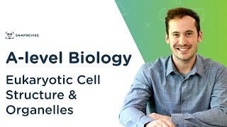 Eukaryotic Cell Structure amp Organelles  Alevel Biology  OCR AQA Edexcel [upl. by Oneill809]