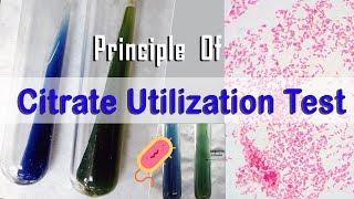 Principle Of Citrate Utilization Test [upl. by Astra980]