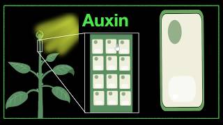 Major plant hormones amp how to remember  Control amp Coordination  Biology  Khan Academy [upl. by Maisie]